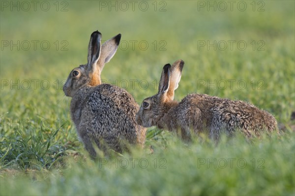 Hare