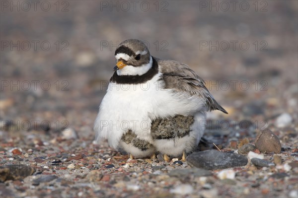 Ringed plover