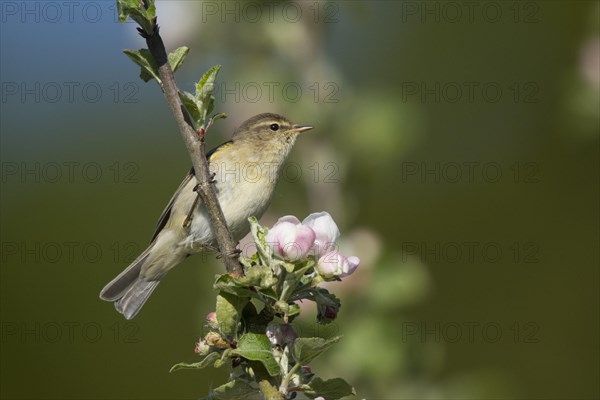 Common chiffchaff