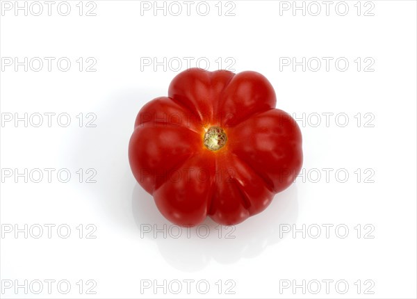 (Lycopersicon esculentum), tomato, tomatoes (solanum lycopersicum), nightshade family, camone tomato against white background
