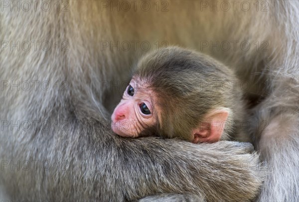 Japanese macaque