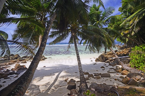 Dream beach Anse Baleine