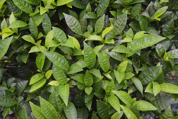 Tea plantation on the island of Mahe