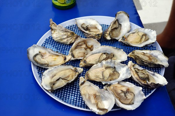 Namibian oysters