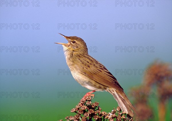 Grasshopper Warbler