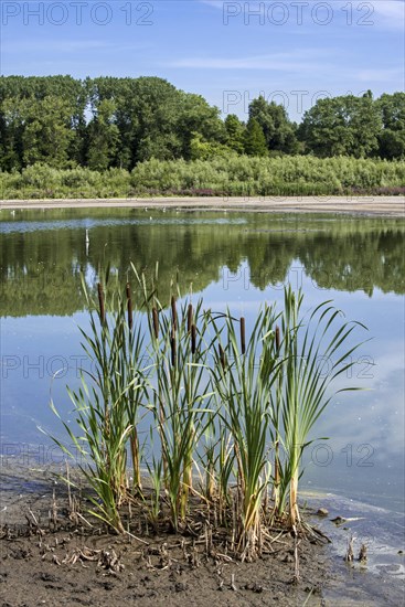 Common bulrush