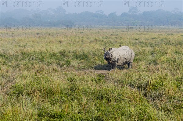 Indian rhinoceros