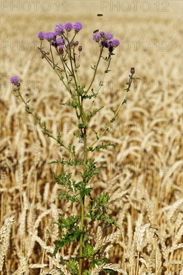 Creeping thistle