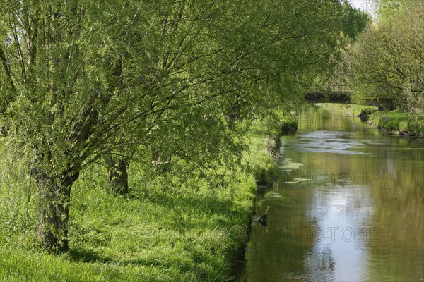 River Niers near Grefrath with pollarded Willows