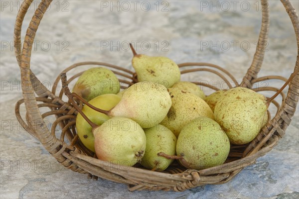 European Pear