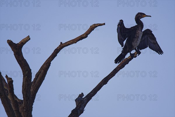 Great cormorant