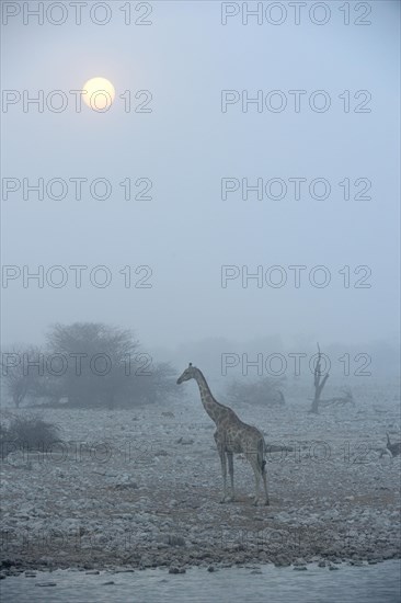 Angolan Giraffe