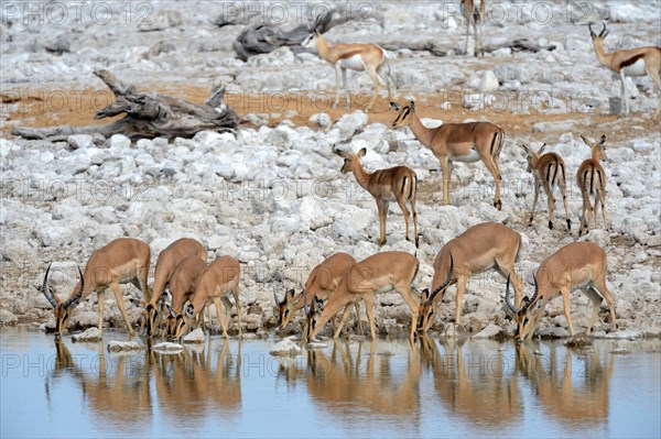 Black faced Impala