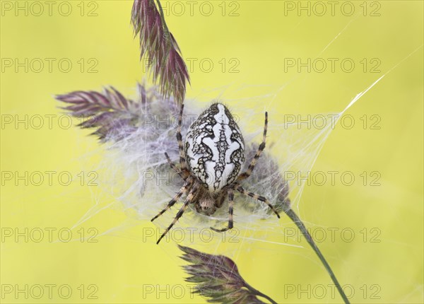 Acorn Leaf Spider