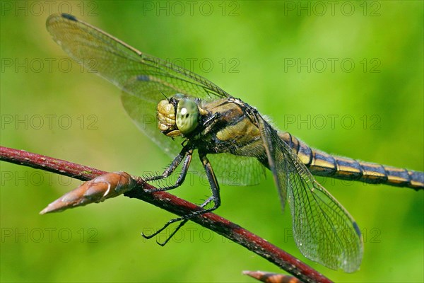 Large blue arrow