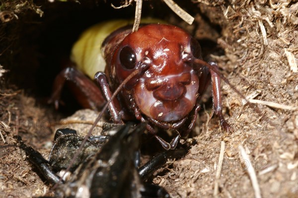 Field cricket