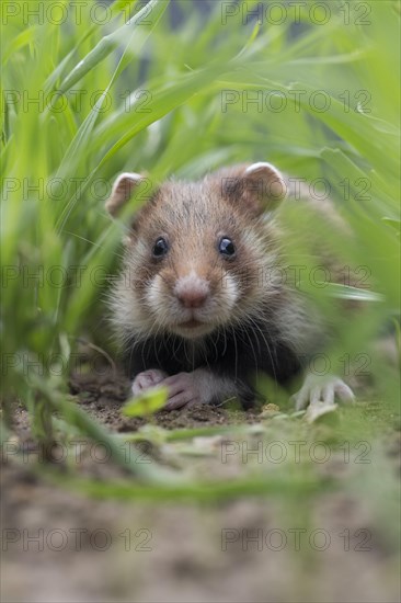 European Hamster