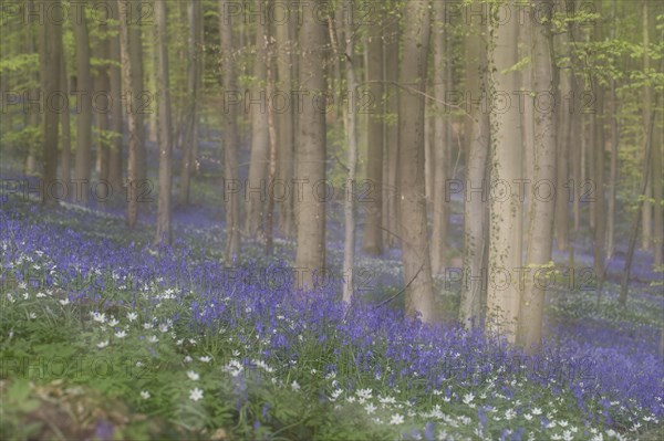 Bluebells