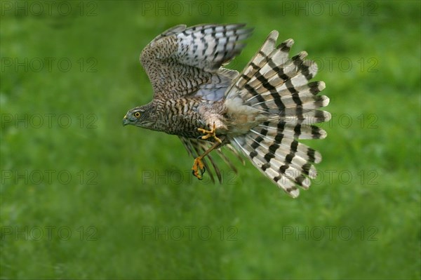 EUROPEAN SPARROWHAWK