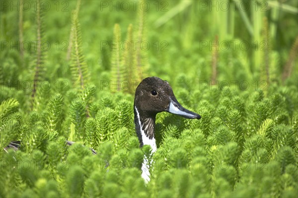 Northern Pintail