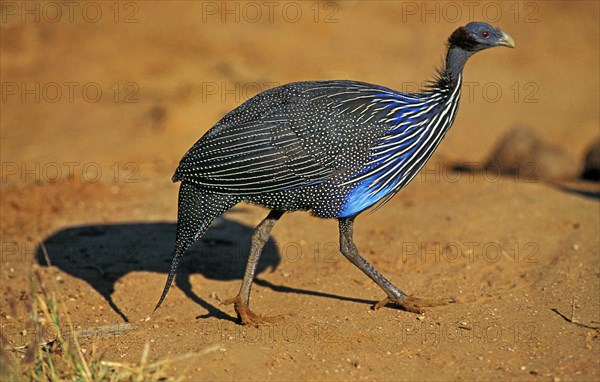 VULTURINE GUINEAFOWL