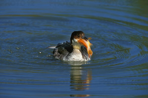 Smew