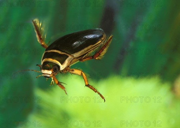 Great diving beetle