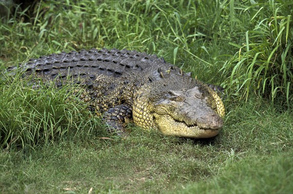 Australian Saltwater Crocodile