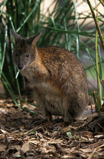 PADEMELON WALLABY