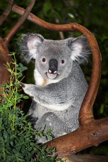 Koala