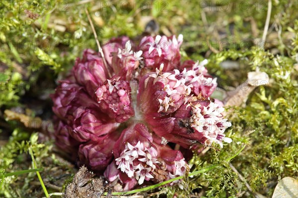 Red butterbur