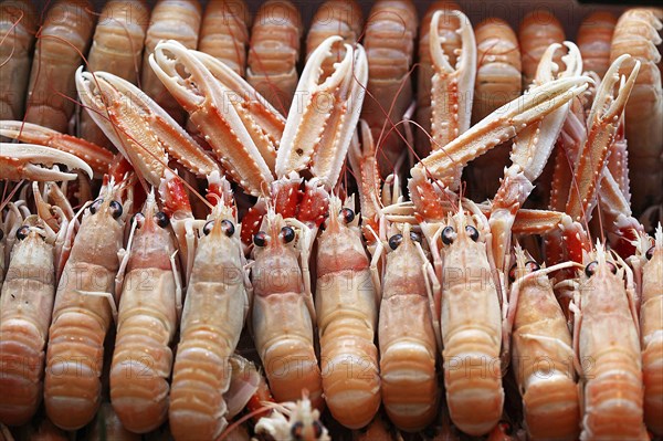 Dublin Bay Prawns or Norway Lobsters