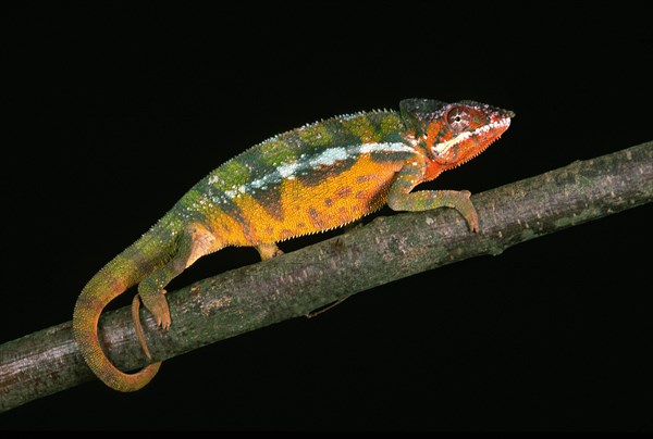 Jewel chameleon