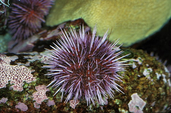 Purple Sea Urchin