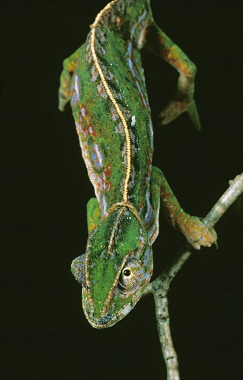 Madagascar jeweled chameleon