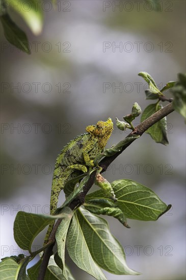 Jackson's horned chameleon