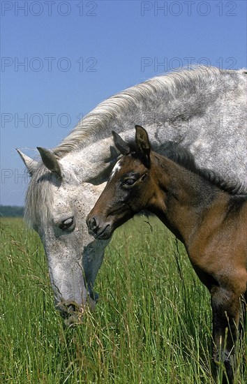 LUSITANO HORSE