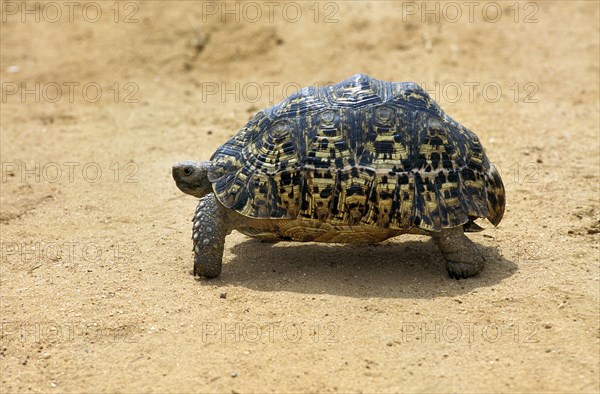 Leopard Tortoise