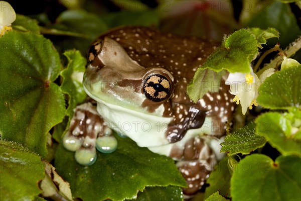 Amazon Milk Frog