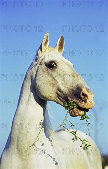 LIPIZZAN HORSE