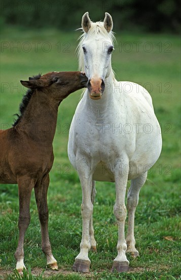 Lipizzaner horse