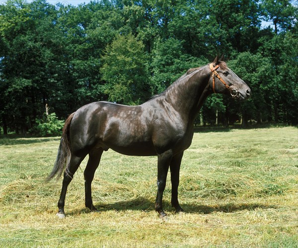 ARABIAN HORSE