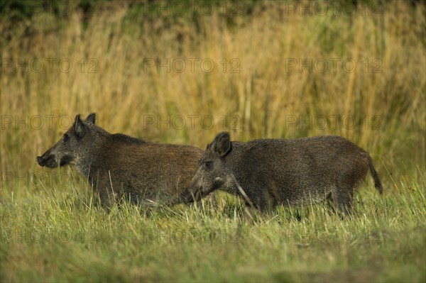 Wild Boar