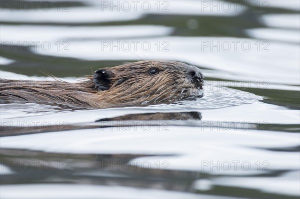 North American beaver