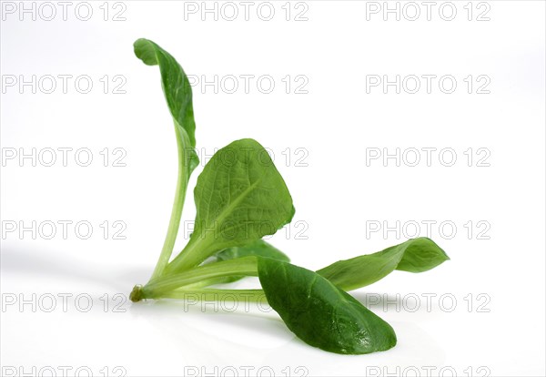 Corn or Lamb's Lettuce