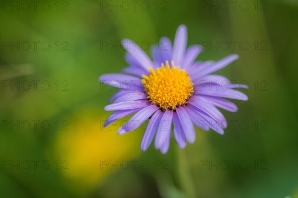 Alpine Aster