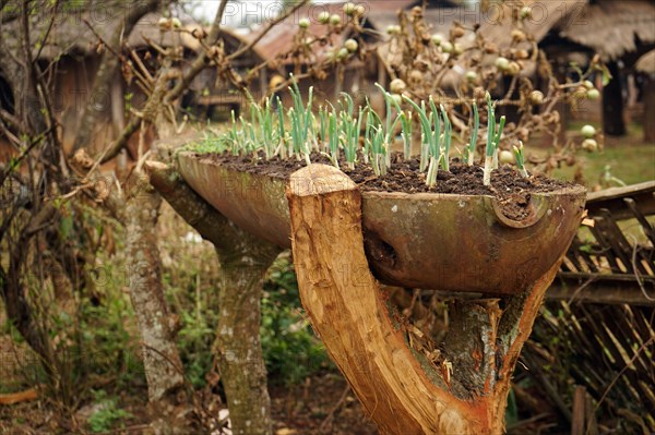 Bomb casing as raised bed