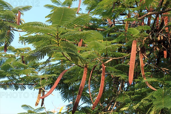 Royal Poinciana