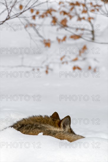 Grey Gray wolf