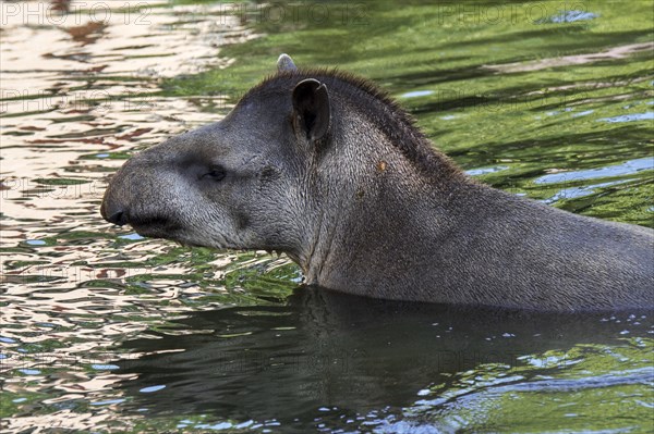 South American tapir